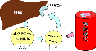 中性脂肪〜コレステロール〜肝臓の関係