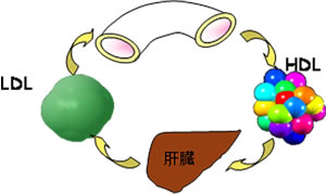 図解 善玉と悪玉コレステロール
